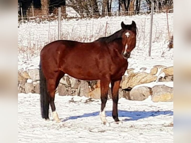 Hanoverian Mare 11 years 16.1 hh Brown in Grünkraut