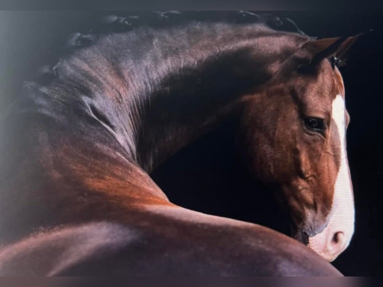 Hanoverian Mare 11 years 16,1 hh Brown in Oberwart