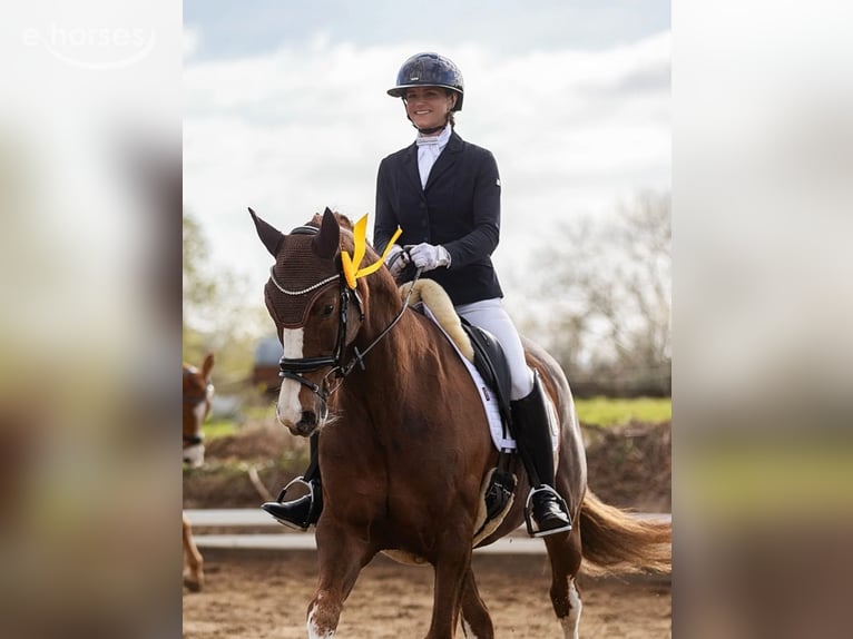 Hanoverian Mare 11 years 16.1 hh Chestnut in Hohenfelde