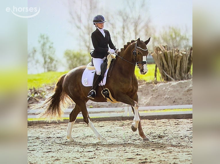 Hanoverian Mare 11 years 16.1 hh Chestnut in Hohenfelde