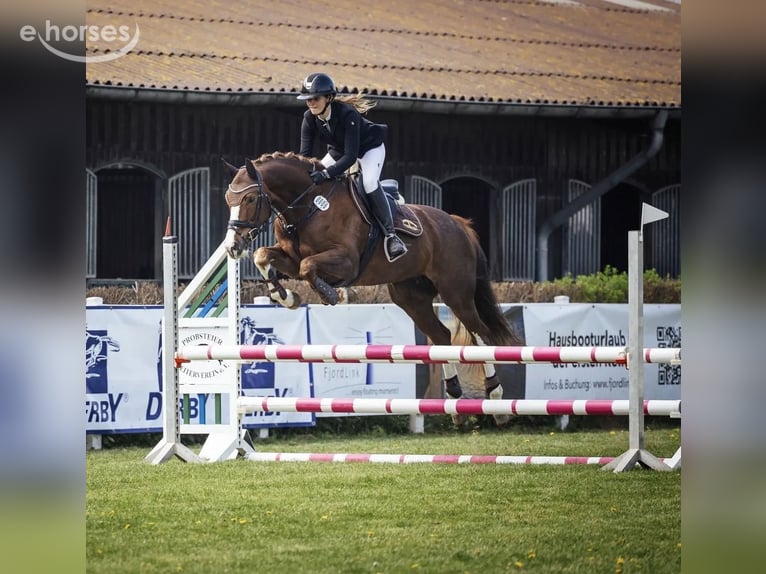 Hanoverian Mare 11 years 16.1 hh Chestnut in Hohenfelde