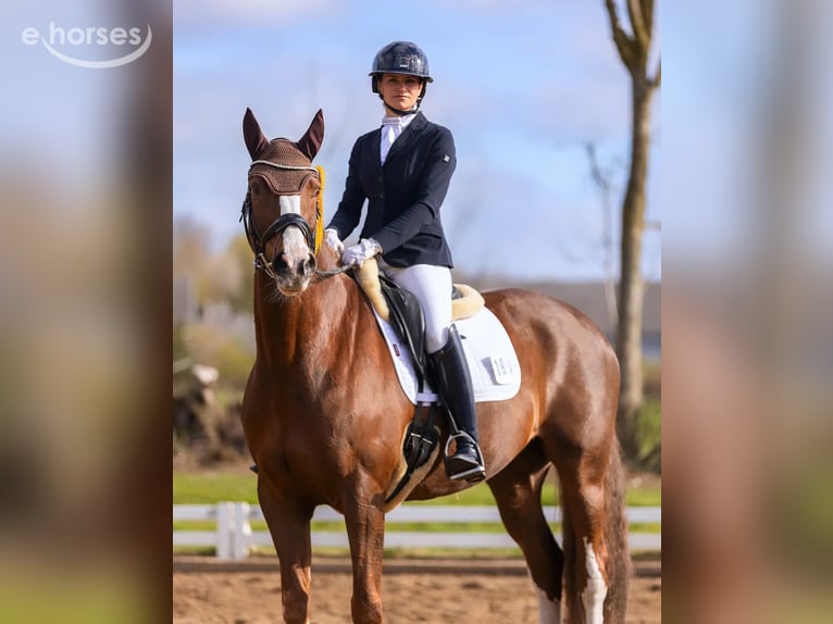 Hanoverian Mare 11 years 16.1 hh Chestnut in Hohenfelde