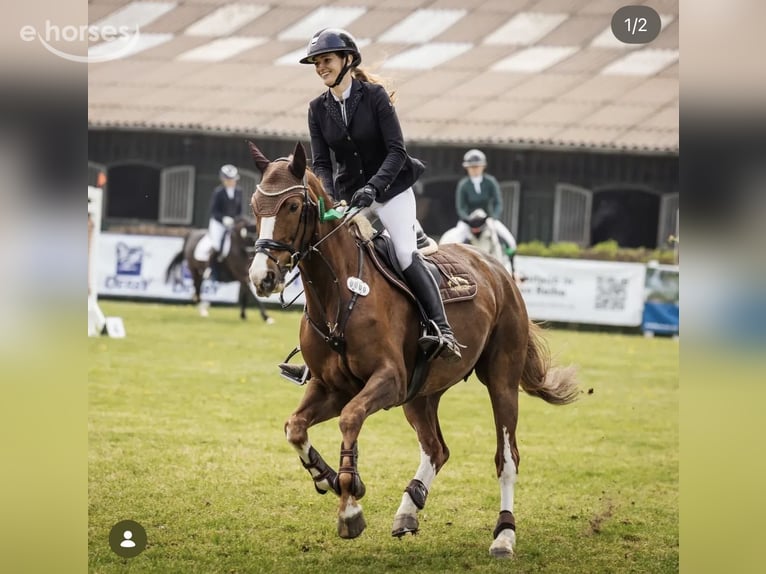 Hanoverian Mare 11 years 16.1 hh Chestnut in Hohenfelde