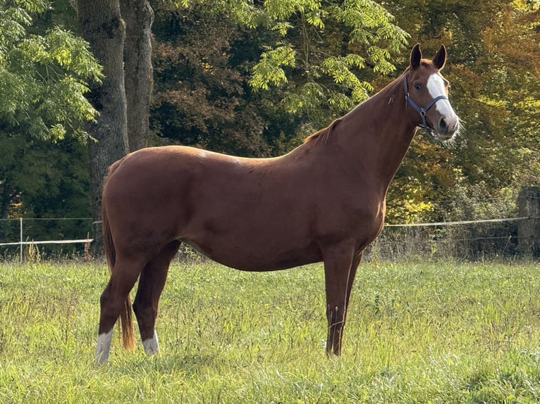 Hanoverian Mare 11 years 16.1 hh Chestnut-Red in Münsingen