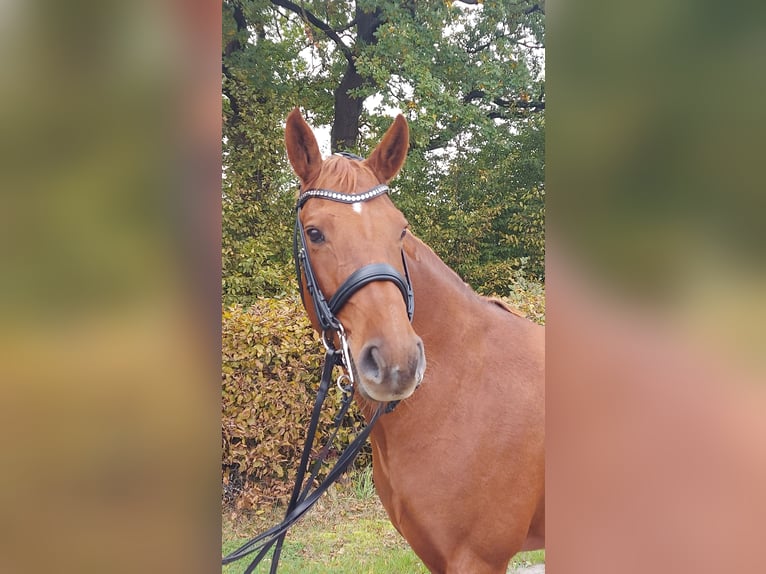 Hanoverian Mare 11 years 16,1 hh Chestnut-Red in Heidgraben