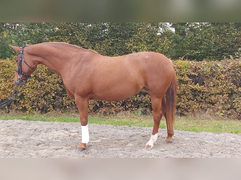 Hanoverian Mare 11 years 16,1 hh Chestnut-Red in Heidgraben