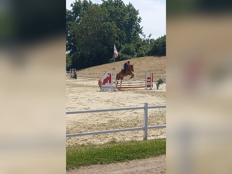 Hanoverian Mare 11 years 16.1 hh Chestnut-Red in Spall