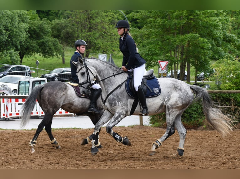 Hanoverian Mare 11 years 16.1 hh Grey in Lamspringe