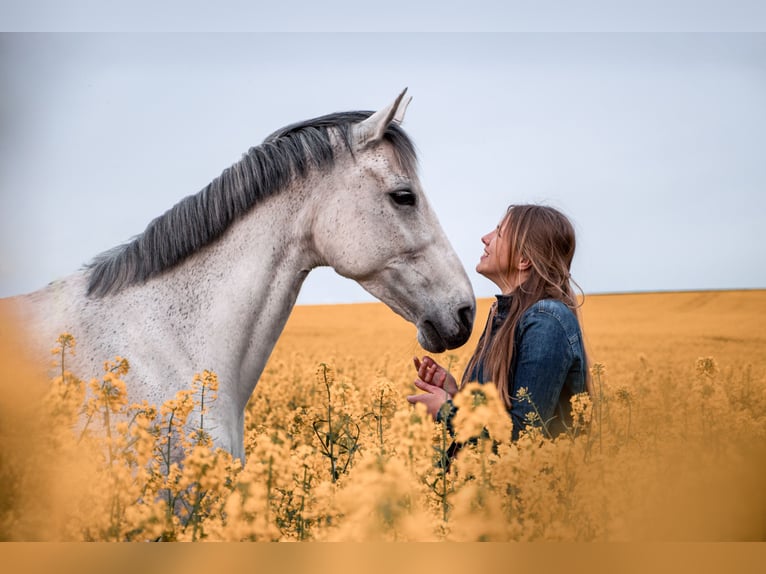 Hanoverian Mare 11 years 16.1 hh Grey in Lamspringe