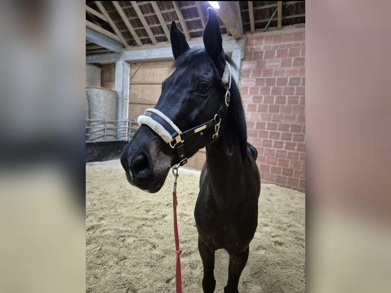 Hanoverian Mare 11 years 16.1 hh  in Wabern
