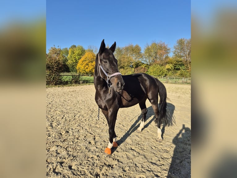 Hanoverian Mare 11 years 16.1 hh  in Wabern