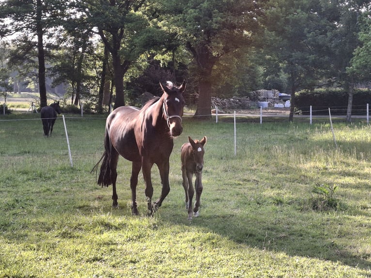 Hanoverian Mare 11 years 16.1 hh Smoky-Black in Raddestorf