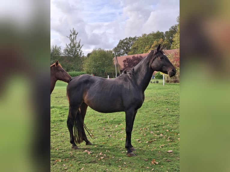 Hanoverian Mare 11 years 16.1 hh Smoky-Black in Raddestorf