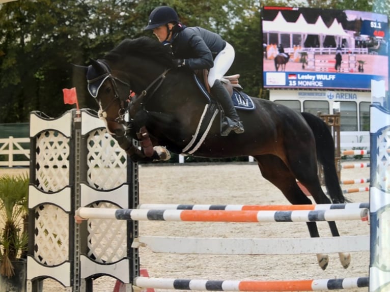Hanoverian Mare 11 years 16,1 hh Smoky-Black in Bayerisch Gmain