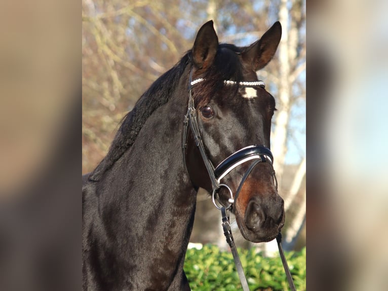 Hanoverian Mare 11 years 16,2 hh Bay-Dark in Selsingen