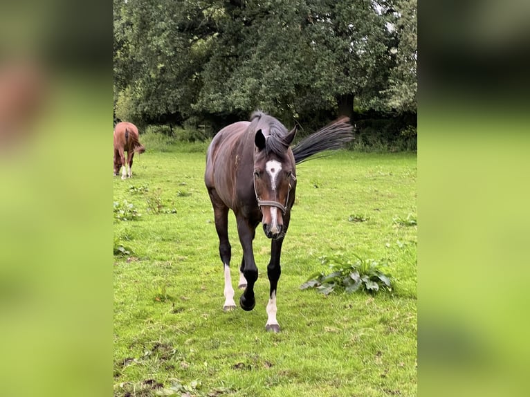 Hanoverian Mare 11 years 16.2 hh Bay-Dark in Hamburg