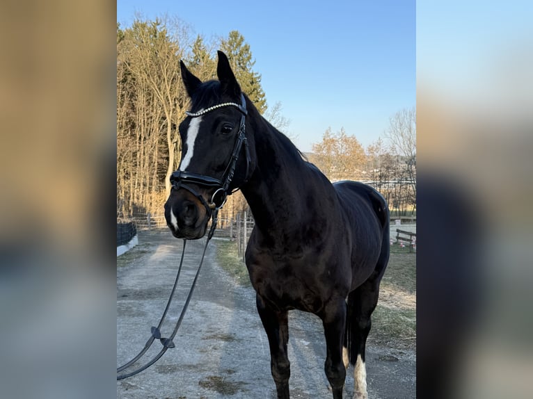Hanoverian Mare 11 years 16.2 hh Black in Sinabelkirchen