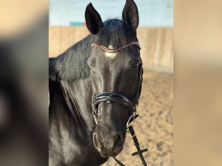 Hanoverian Mare 11 years 16,2 hh Black in Wedemark