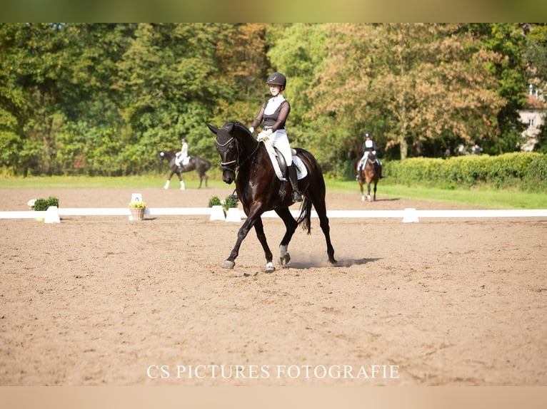 Hanoverian Mare 11 years 16,2 hh Black in Herzebrock-Clarholz