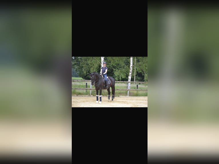 Hanoverian Mare 11 years 16,2 hh Black in Herzebrock-Clarholz