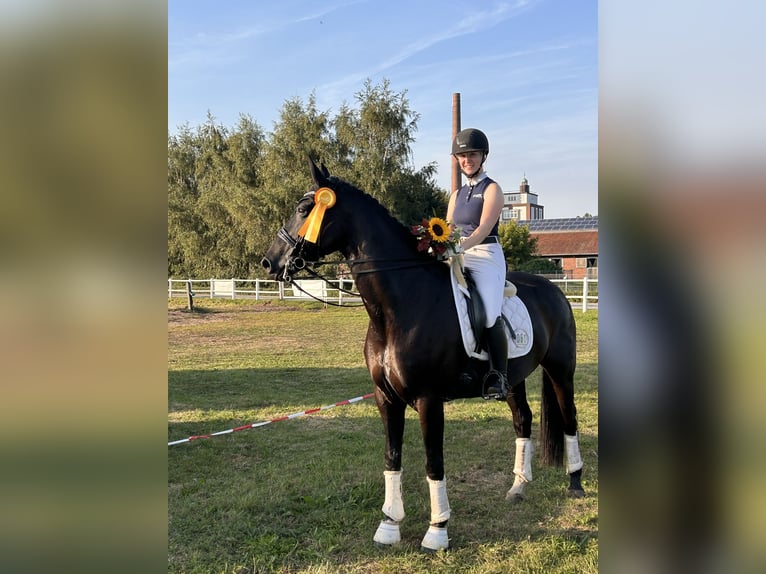 Hanoverian Mare 11 years 16,2 hh Black in Herzebrock-Clarholz