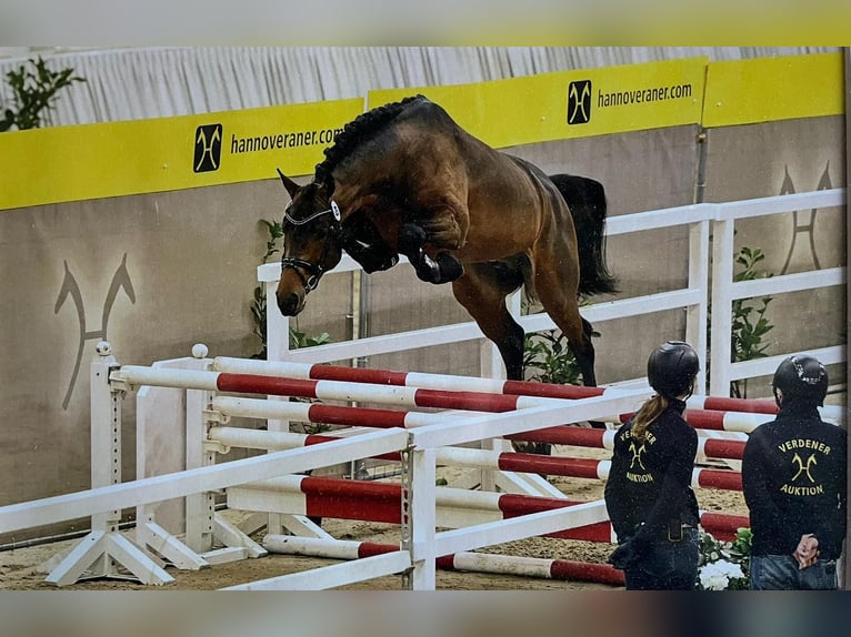 Hanoverian Mare 11 years 16.2 hh Brown in Balge