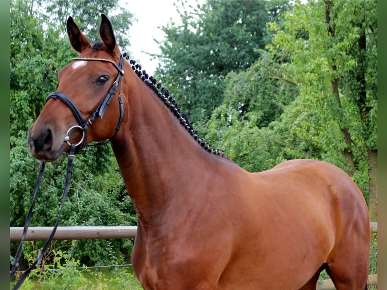 Hanoverian Mare 11 years 16,2 hh Brown in Korbach