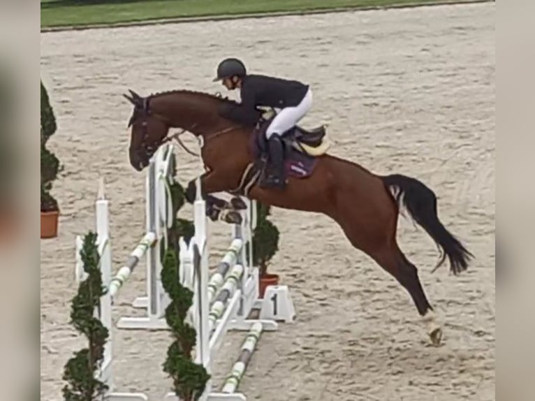 Hanoverian Mare 11 years 16.2 hh Brown in Wachtberg