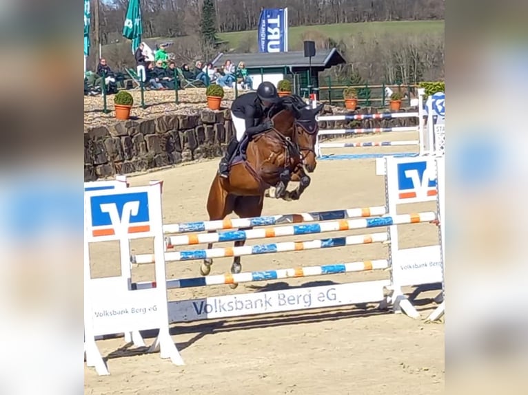 Hanoverian Mare 11 years 16.2 hh Brown in Wachtberg