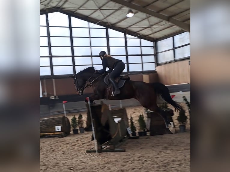 Hanoverian Mare 11 years 16.2 hh Brown in Wachtberg