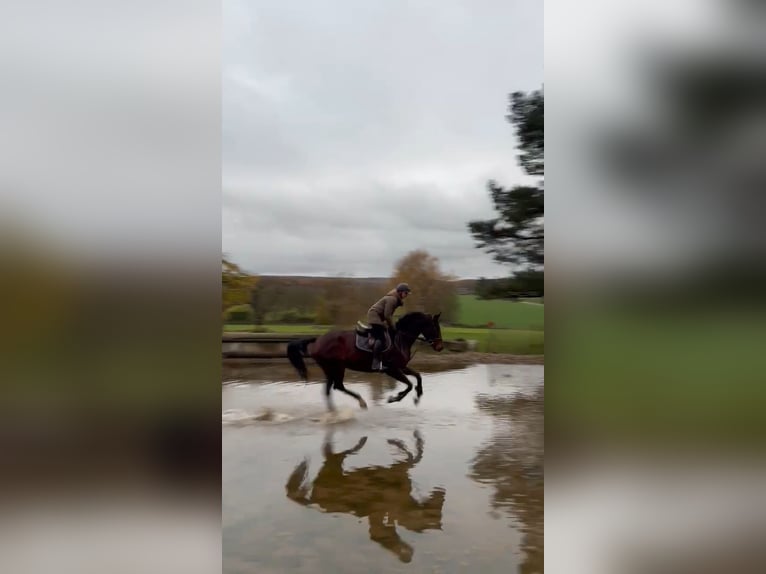 Hanoverian Mare 11 years 16.2 hh Brown in Wachtberg