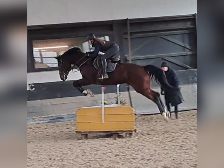Hanoverian Mare 11 years 16.2 hh Brown in Wachtberg