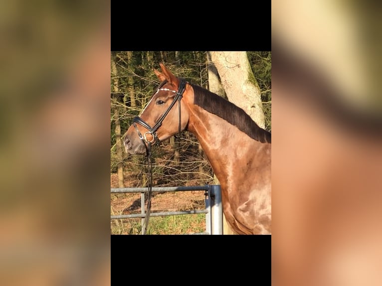 Hanoverian, Mare, 11 years, 16.2 hh, Chestnut