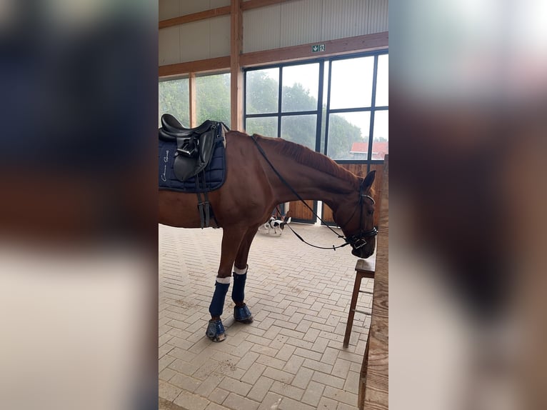 Hanoverian Mare 11 years 16,2 hh Chestnut in Osterholz-Scharmbeck