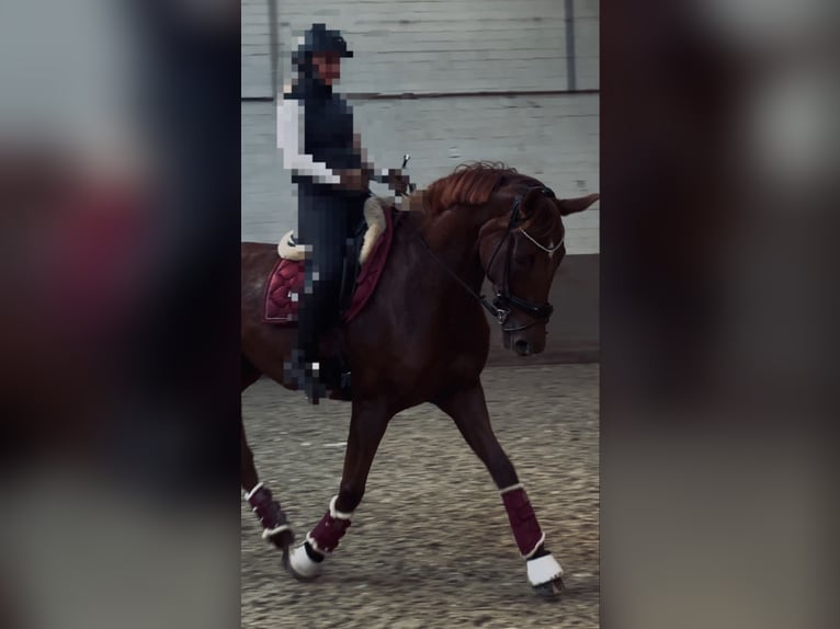 Hanoverian Mare 11 years 16,2 hh Chestnut in Osterholz-Scharmbeck