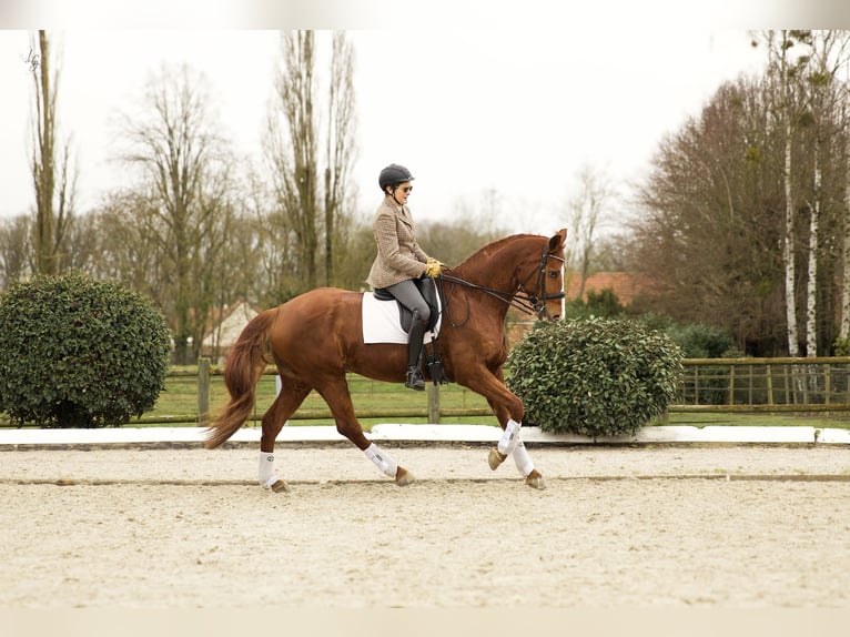 Hanoverian Mare 11 years 16.2 hh Chestnut in Yvelines
