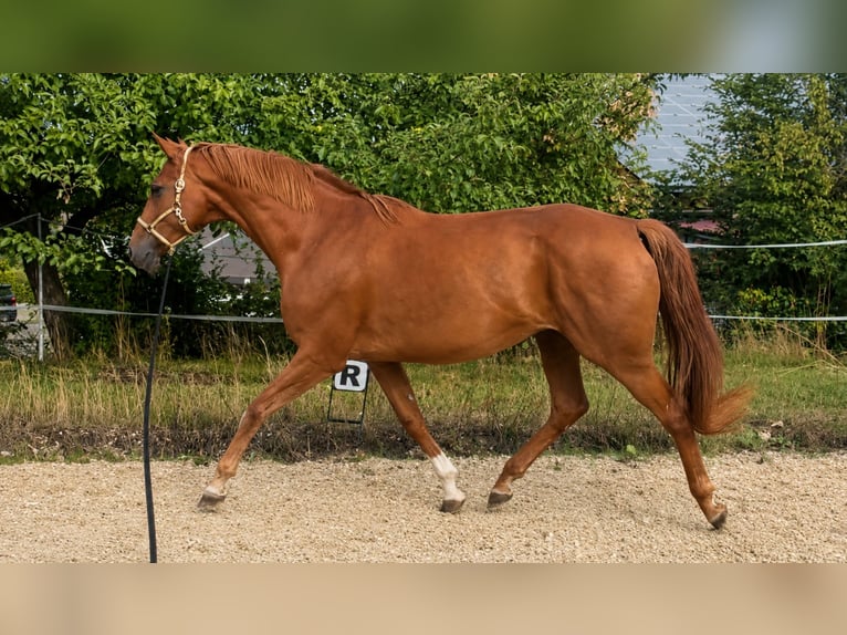Hanoverian Mare 11 years 16.2 hh Chestnut-Red in Prichsenstadt