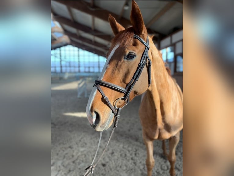 Hanoverian Mare 11 years 16,2 hh Chestnut-Red in Hohenstein Ödenwaldstetten