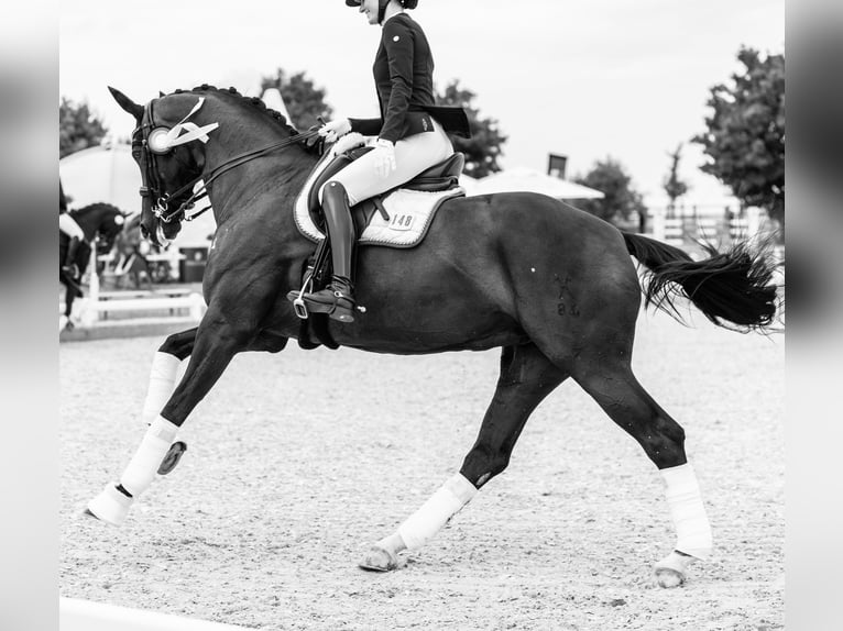 Hanoverian Mare 11 years 16,3 hh Black in Dresden Gompitz