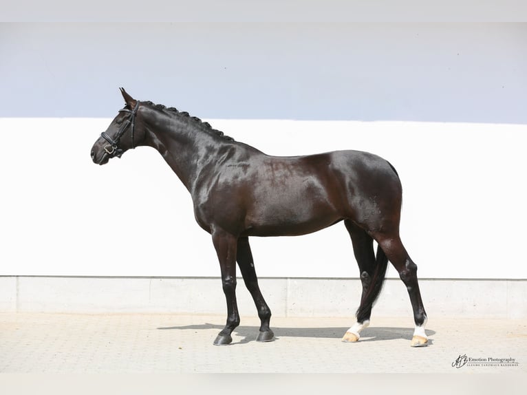 Hanoverian Mare 11 years 16,3 hh Black in Dresden Gompitz