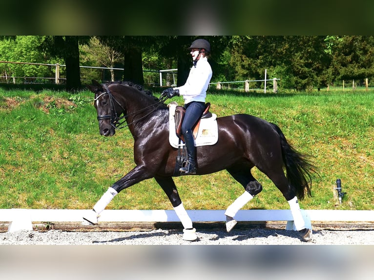 Hanoverian Mare 11 years 16,3 hh Black in Freiensteinau