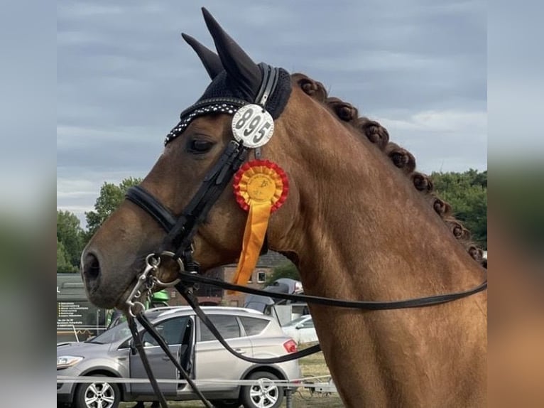 Hanoverian, Mare, 11 years, 16.3 hh, Chestnut-Red
