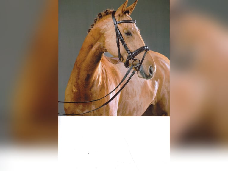 Hanoverian Mare 11 years 16.3 hh Chestnut-Red in Frankfurt am Main