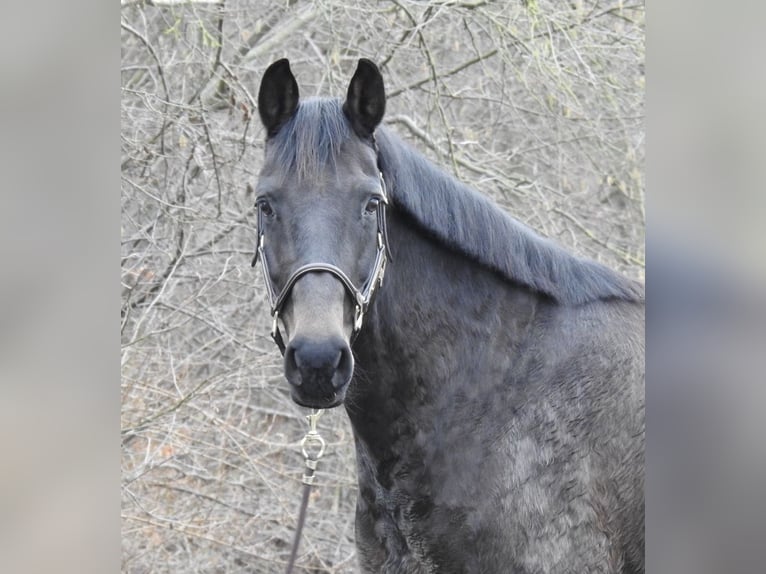 Hanoverian Mare 11 years 16 hh Bay-Dark in Verl