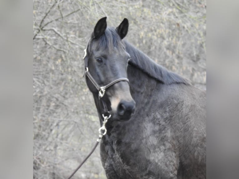 Hanoverian Mare 11 years 16 hh Bay-Dark in Verl