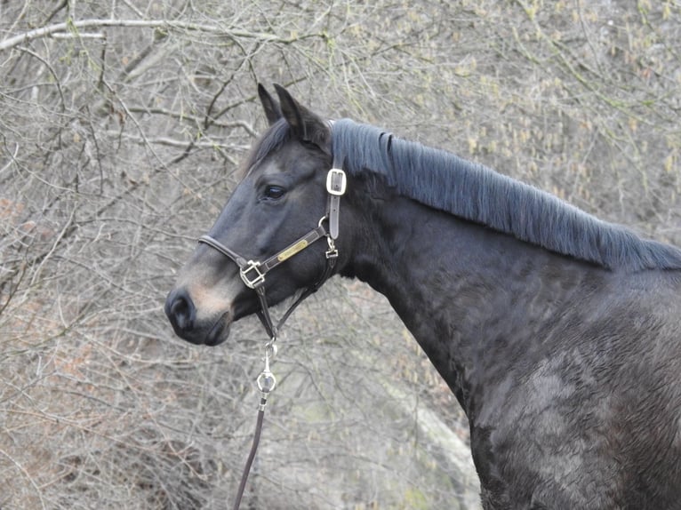 Hanoverian Mare 11 years 16 hh Bay-Dark in Verl