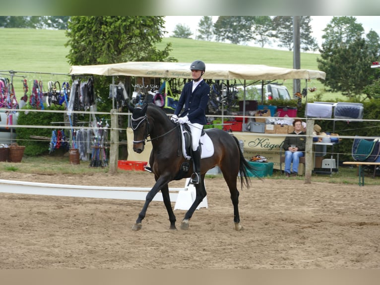 Hanoverian Mare 11 years 16 hh Bay-Dark in Radegast