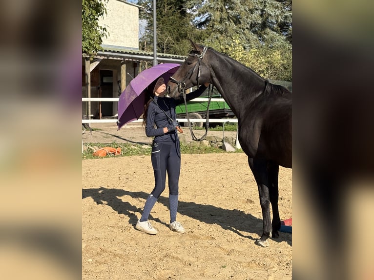 Hanoverian Mare 11 years 16 hh Bay-Dark in Radegast