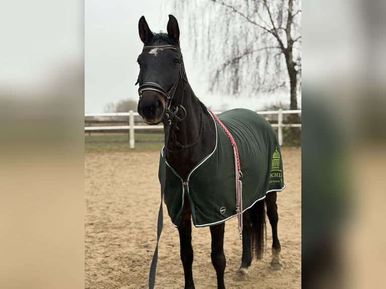 Hanoverian Mare 11 years 16 hh Bay-Dark in Radegast