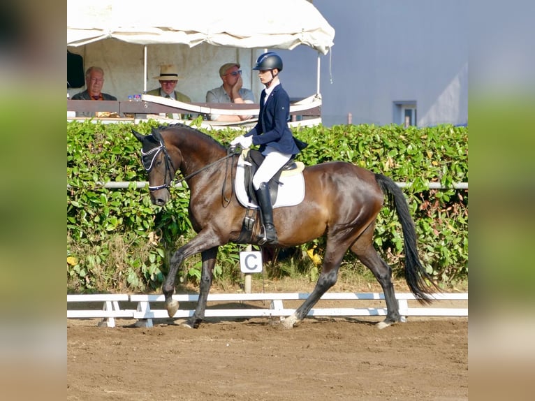 Hanoverian Mare 11 years 16 hh Bay-Dark in Radegast